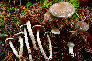  ( - HAY-F-001057)  @11 [ ] by-nc (2023) Christian Schwarz Fungal Diversity Survey
