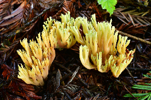  ( - LA-F-000330)  @11 [ ] by-nc (2023) Christian Schwarz Fungal Diversity Survey