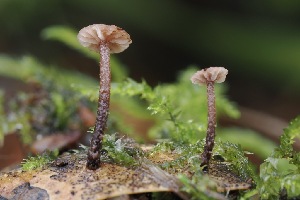  (Collybiopsis sp. CA02 - FDS-CA-06543)  @11 [ ] by-nc (2024) Taye Bright Fungal Diversity Survey