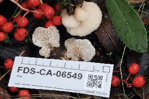  ( - FDS-CA-06549)  @11 [ ] by-nc (2024) Taye Bright Fungal Diversity Survey
