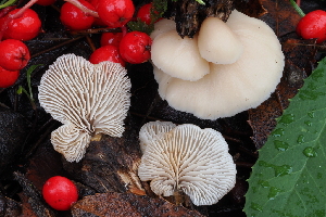 (Lentinellus occidentalis - FDS-CA-06549)  @11 [ ] by-nc (2024) Taye Bright Fungal Diversity Survey