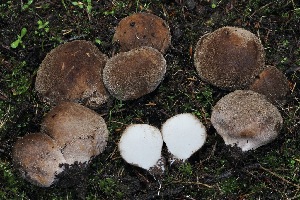  (Lycoperdon sp. CA05 - FDS-CA-06552)  @11 [ ] by-nc (2024) Taye Bright Fungal Diversity Survey