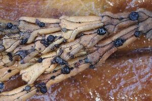  ( - FDS-CA-06535)  @11 [ ] by-nc (2024) Taye Bright Fungal Diversity Survey