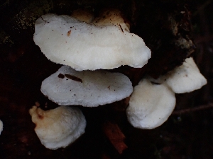  ( - FDS-CA-07111)  @11 [ ] by (2024) Mandy Hackney Fungal Diversity Survey