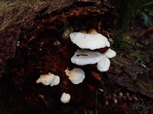  ( - FDS-CA-07111)  @11 [ ] by (2024) Mandy Hackney Fungal Diversity Survey