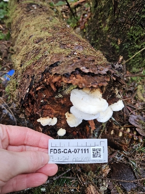  ( - FDS-CA-07111)  @11 [ ] by (2024) Mandy Hackney Fungal Diversity Survey