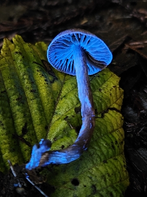  ( - FDS-CA-08031)  @11 [ ] by (2024) Mandy Hackney Fungal Diversity Survey
