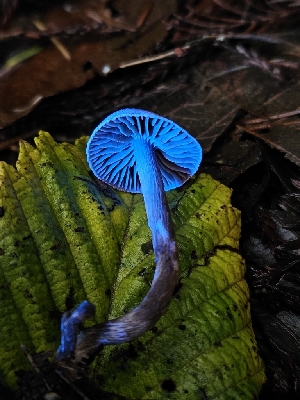  ( - FDS-CA-08031)  @11 [ ] by (2024) Mandy Hackney Fungal Diversity Survey