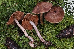  ( - FDS-CA-06555)  @11 [ ] by-nc (2024) Taye Bright Fungal Diversity Survey