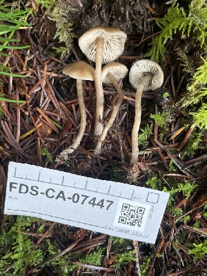  ( - FDS-CA-07447)  @11 [ ] by-nc (2024) Dean Lyons Fungal Diversity Survey