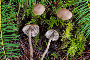  ( - FDS-CA-07447)  @11 [ ] by-nc (2024) Dean Lyons Fungal Diversity Survey