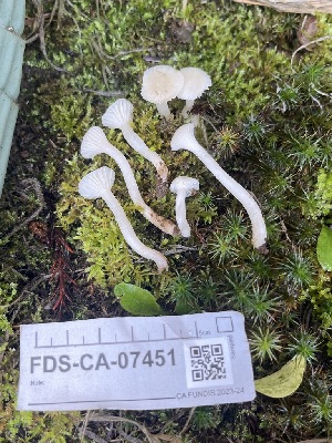  ( - FDS-CA-07451)  @11 [ ] by-nc (2024) Dean Lyons Fungal Diversity Survey