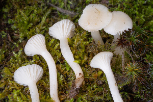  ( - FDS-CA-07451)  @11 [ ] by-nc (2024) Dean Lyons Fungal Diversity Survey