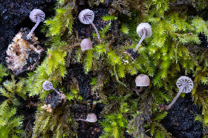  ( - FDS-CA-07499)  @11 [ ] by-nc (2024) Dean Lyons Fungal Diversity Survey