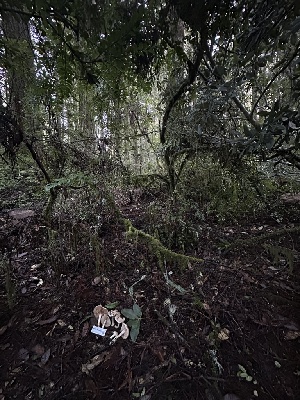  ( - FDS-CA-06557)  @11 [ ] by-nc (2024) Taye Bright Fungal Diversity Survey