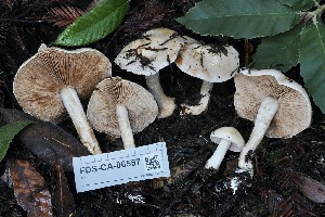  ( - FDS-CA-06557)  @11 [ ] by-nc (2024) Taye Bright Fungal Diversity Survey