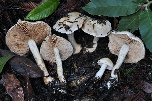  ( - FDS-CA-06557)  @11 [ ] by-nc (2024) Taye Bright Fungal Diversity Survey