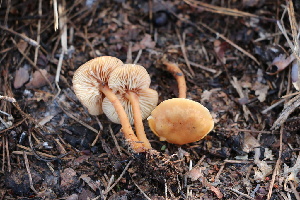  ( - FDS-CA-07572)  @11 [ ] c (2024) Marinna Grijalva Fungal Diversity Survey
