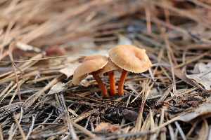 ( - FDS-CA-07572)  @11 [ ] c (2024) Marinna Grijalva Fungal Diversity Survey