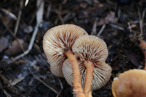  ( - FDS-CA-07572)  @11 [ ] c (2024) Marinna Grijalva Fungal Diversity Survey