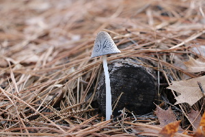  ( - FDS-CA-07571)  @11 [ ] c (2024) Marinna Grijalva Fungal Diversity Survey
