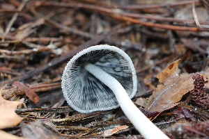  ( - FDS-CA-07571)  @11 [ ] c (2024) Marinna Grijalva Fungal Diversity Survey