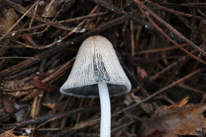  ( - FDS-CA-07571)  @11 [ ] c (2024) Marinna Grijalva Fungal Diversity Survey
