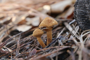  ( - FDS-CA-07570)  @11 [ ] c (2024) Marinna Grijalva Fungal Diversity Survey