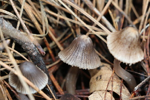  (Mycena sp. capillaripes-01 - FDS-CA-07569)  @11 [ ] c (2024) Marinna Grijalva Fungal Diversity Survey