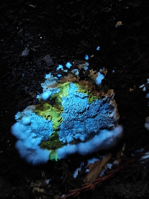  ( - FDS-CA-07104)  @11 [ ] by (2024) Mandy Hackney Fungal Diversity Survey