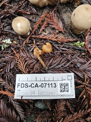  ( - FDS-CA-07113)  @11 [ ] by (2024) Mandy Hackney Fungal Diversity Survey