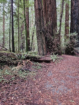  ( - FDS-CA-07113)  @11 [ ] by (2024) Mandy Hackney Fungal Diversity Survey