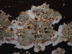  (Hymenochaetaceae - FDS-CA-07104)  @11 [ ] by (2024) Mandy Hackney Fungal Diversity Survey