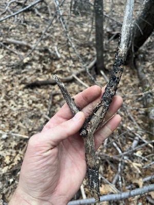 (Diatrype sp. CA03 - FDS-CA-07444)  @11 [ ] by-nc (2024) Dean Lyons Fungal Diversity Survey