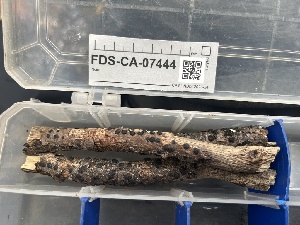  ( - FDS-CA-07444)  @11 [ ] by-nc (2024) Dean Lyons Fungal Diversity Survey