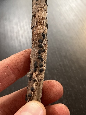  ( - FDS-CA-07444)  @11 [ ] by-nc (2024) Dean Lyons Fungal Diversity Survey