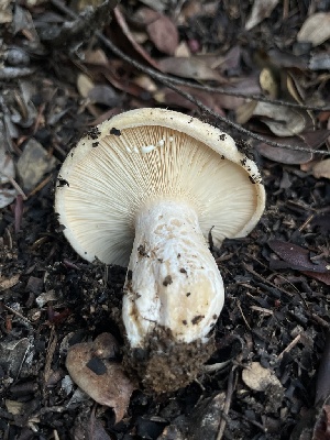  (Lactarius subvillosus - FDS-CA-07441)  @11 [ ] by-nc (2024) Dean Lyons Fungal Diversity Survey