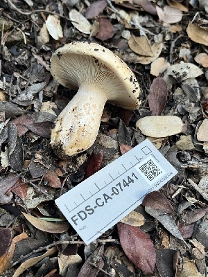  ( - FDS-CA-07441)  @11 [ ] by-nc (2024) Dean Lyons Fungal Diversity Survey
