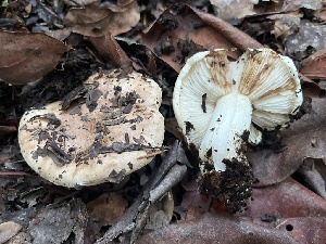  ( - FDS-CA-07439)  @11 [ ] by-nc (2024) Dean Lyons Fungal Diversity Survey