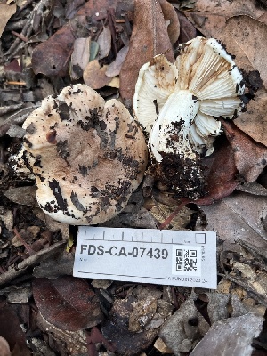  ( - FDS-CA-07439)  @11 [ ] by-nc (2024) Dean Lyons Fungal Diversity Survey