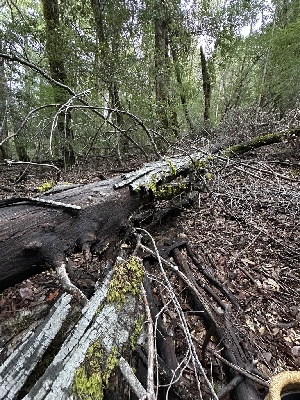  ( - FDS-CA-06568)  @11 [ ] by-nc (2024) Taye Bright Fungal Diversity Survey