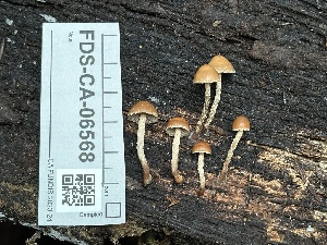  ( - FDS-CA-06568)  @11 [ ] by-nc (2024) Taye Bright Fungal Diversity Survey