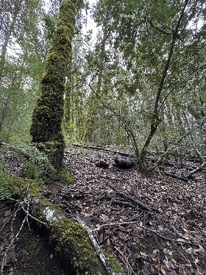  ( - FDS-CA-06569)  @11 [ ] by-nc (2024) Taye Bright Fungal Diversity Survey