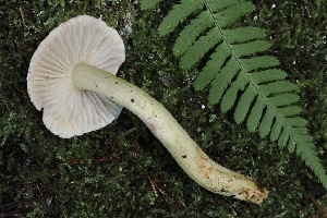  (Tricholoma sp. sulphureum-PNW06 - FDS-CA-06561)  @11 [ ] by-nc (2024) Taye Bright Fungal Diversity Survey