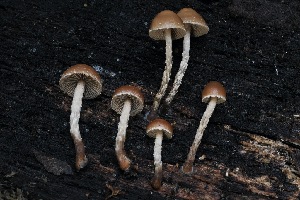  ( - FDS-CA-06568)  @11 [ ] by-nc (2024) Taye Bright Fungal Diversity Survey