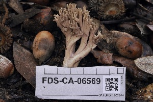  ( - FDS-CA-06569)  @11 [ ] by-nc (2024) Taye Bright Fungal Diversity Survey