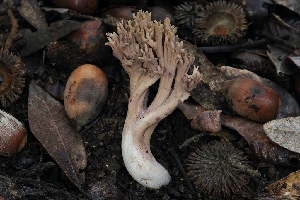  ( - FDS-CA-06569)  @11 [ ] by-nc (2024) Taye Bright Fungal Diversity Survey