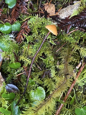 ( - FDS-CA-07431)  @11 [ ] by-nc (2024) Dean Lyons Fungal Diversity Survey