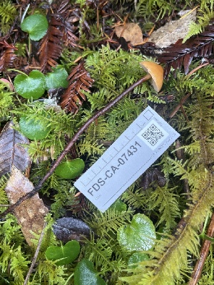  ( - FDS-CA-07431)  @11 [ ] by-nc (2024) Dean Lyons Fungal Diversity Survey