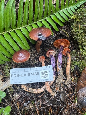  ( - FDS-CA-07435)  @11 [ ] by-nc (2024) Dean Lyons Fungal Diversity Survey